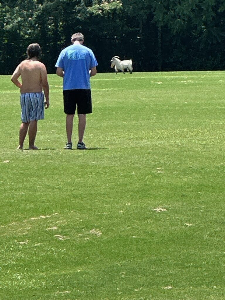 Two people watch a stationary goat in the background, at the edge of a soccer field.